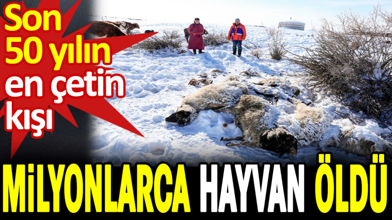 Son 50 yılın en çetin kışı. Milyonlarca hayvan öldü