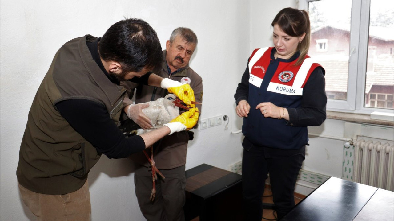 Yaralı leylek ekipler tarafından kurtarıldı