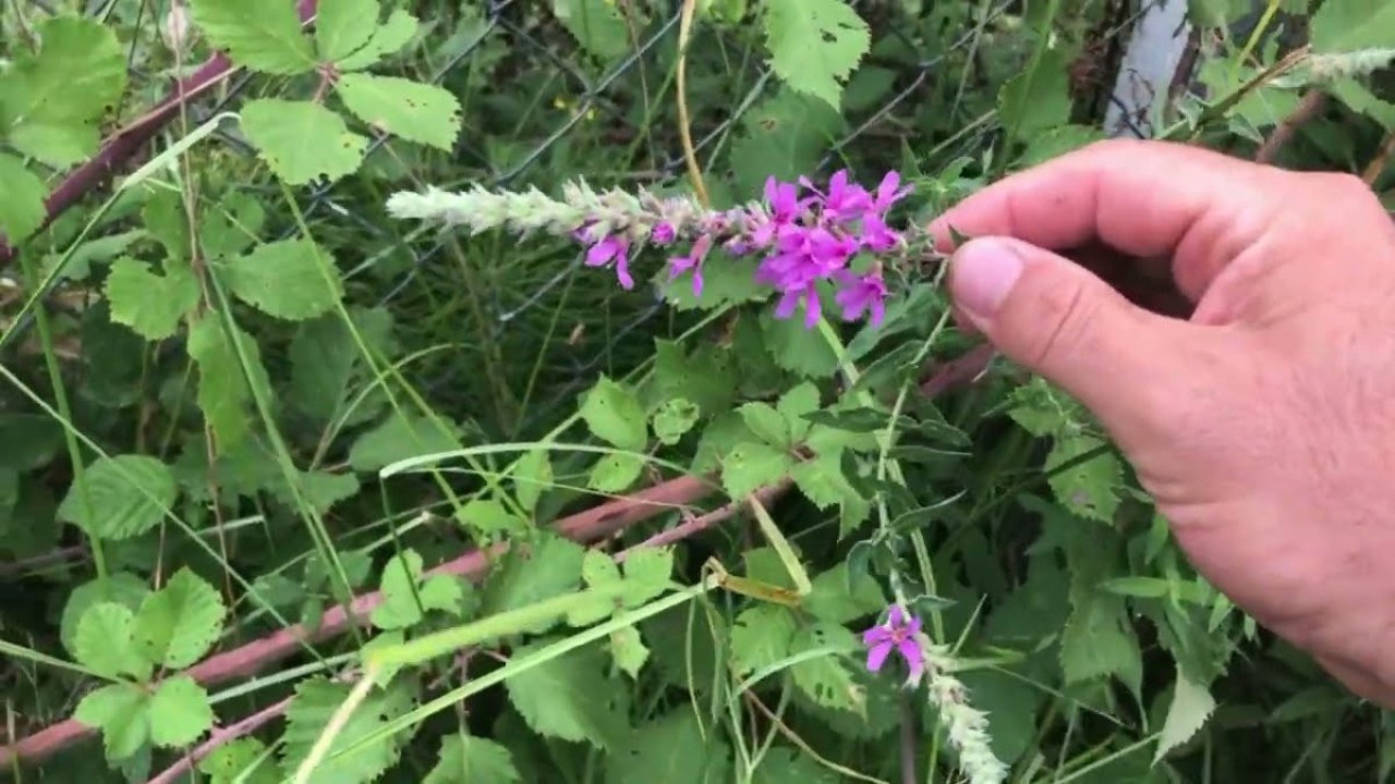 Saç dökülmesini önlüyor. Cilt kalitesini iyileştirir. İşte şifa saçan ot