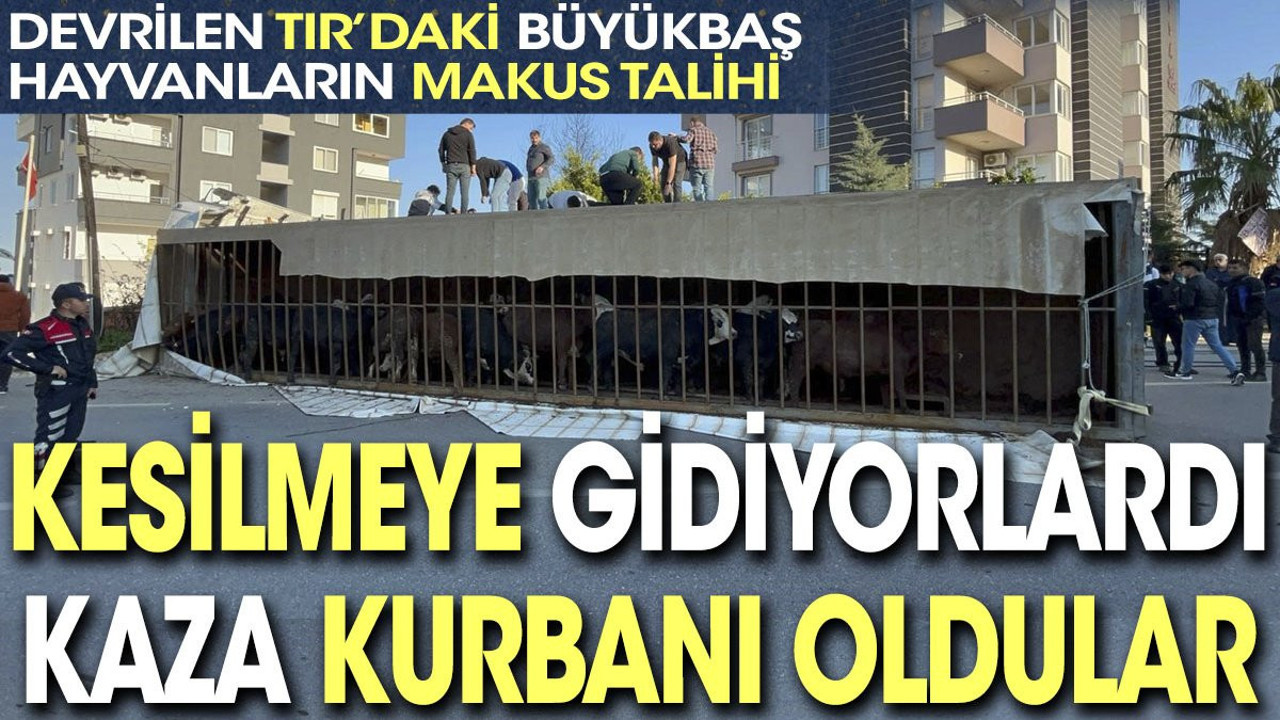 Devrilen TIR'daki büyükbaş hayvanların makus talihi. Kesilmeye gidiyorlardı kaza kurbanı oldular