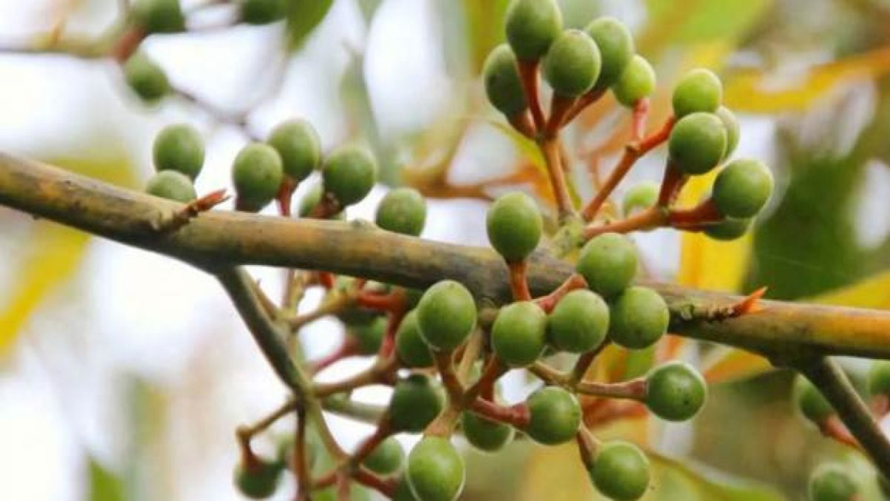 Ses kısıklığına ve mide yanmasına iyi geliyor. Ağız kokusunu gideriyor. İşte şifa deposu meyve...