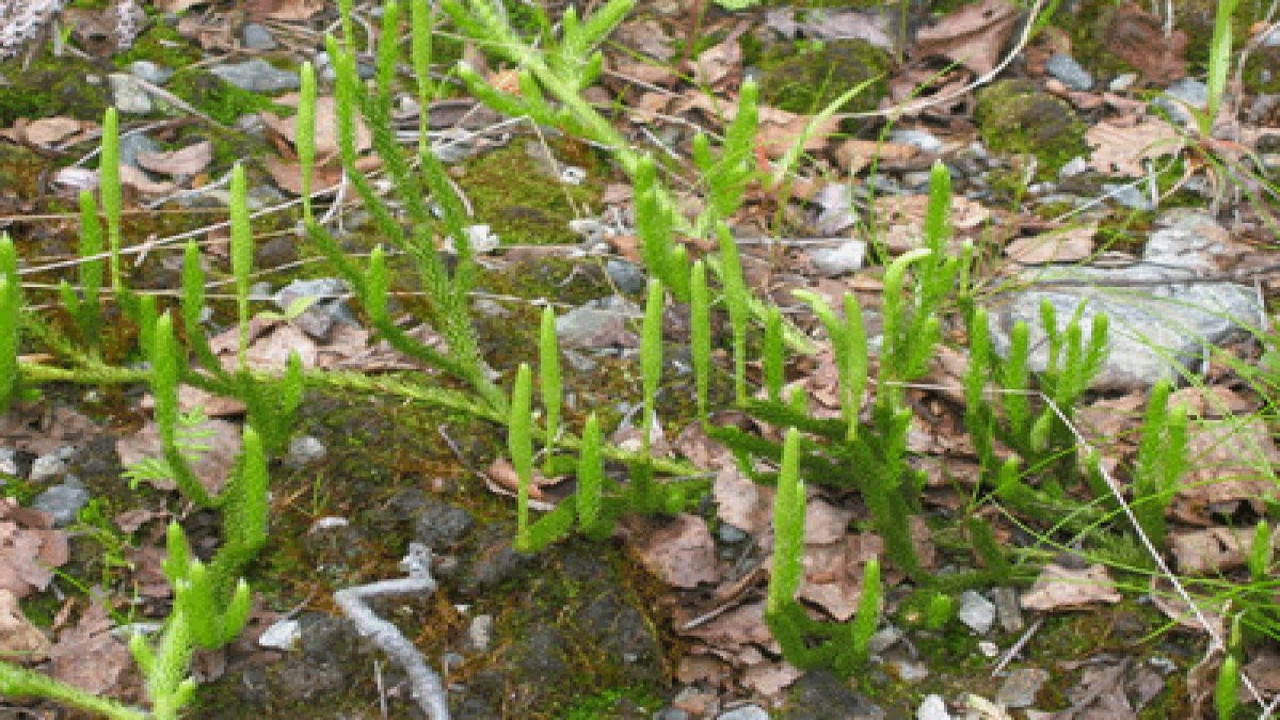 Siroz hastalarına müjde. Şifa saçan ot ortaya çıktı