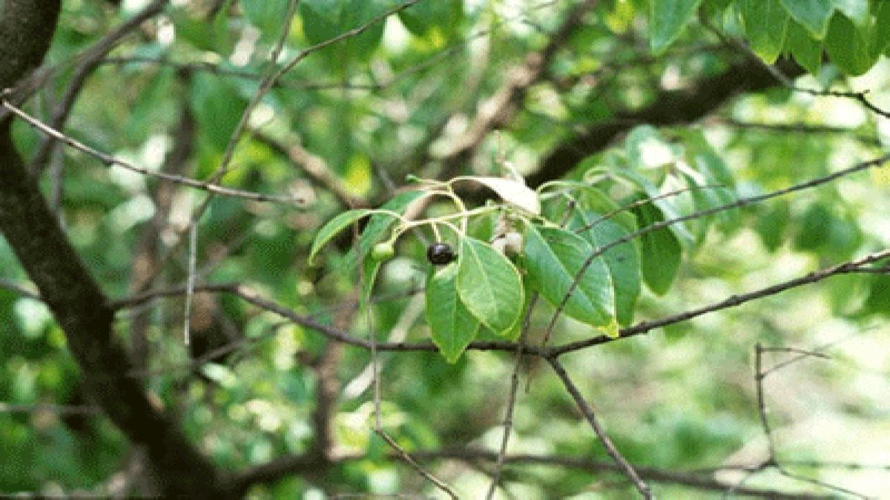 Cilt hastalıklarında faydalıdır. Frengide kullanılır. İşte mucize ot