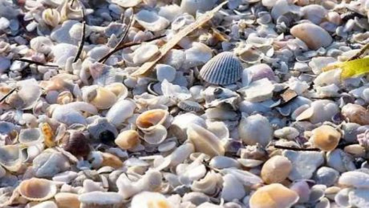 Şahin gibi gözleri olan bulabiliyor. Deniz kabuklarının içinde gizli emojiyi bulun