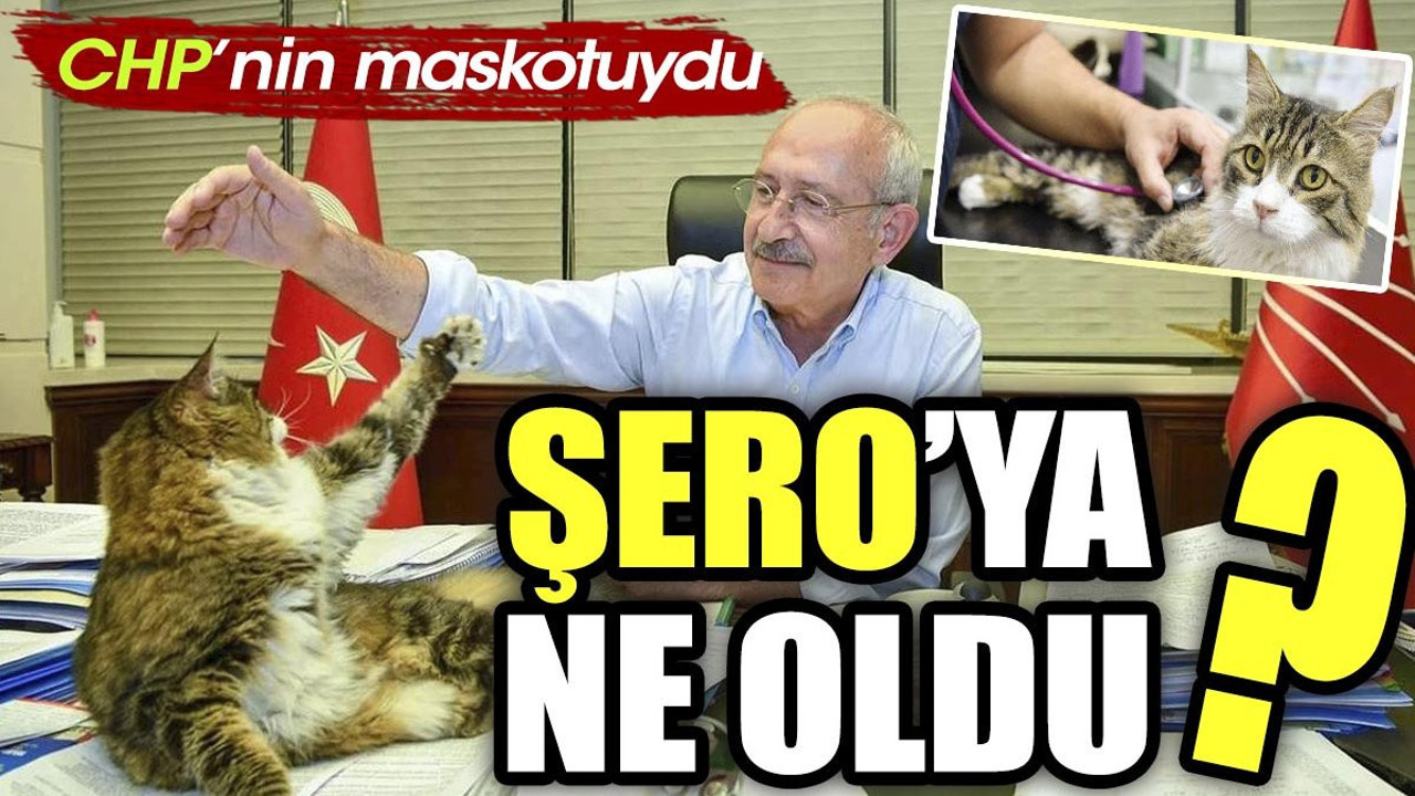 Şero'ya ne oldu?