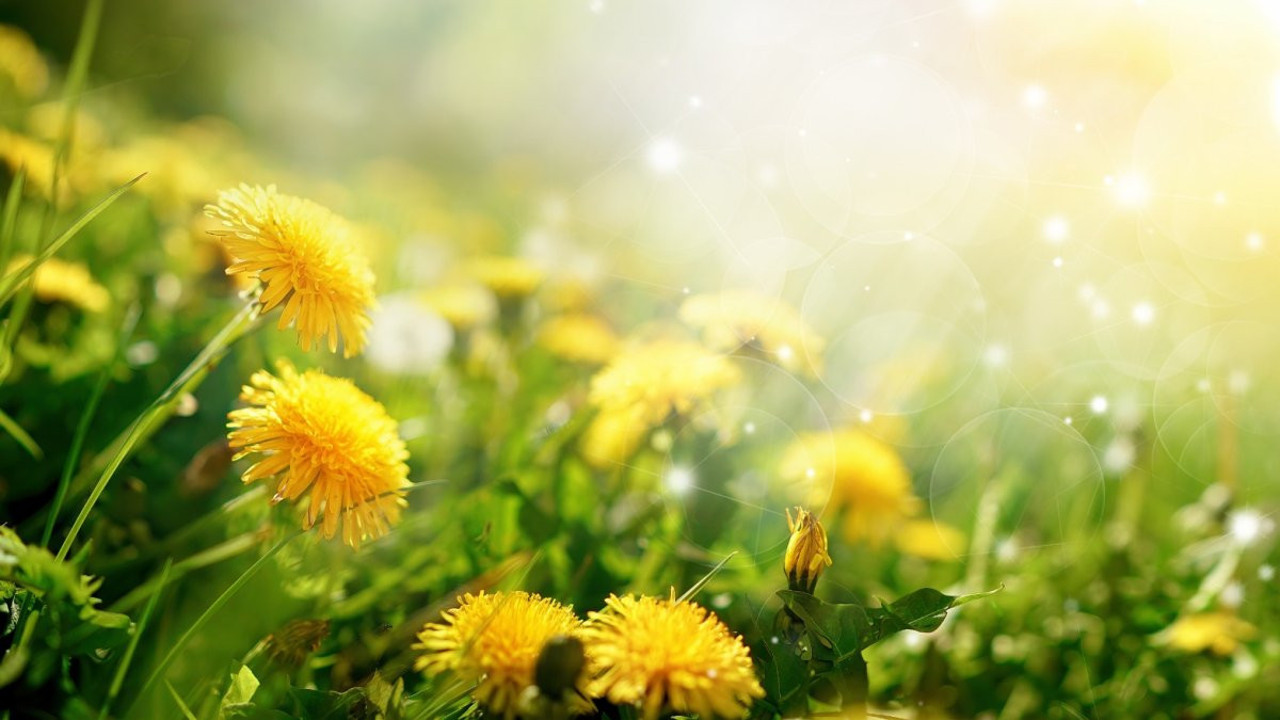 İşte stresle savaşan mucize ot