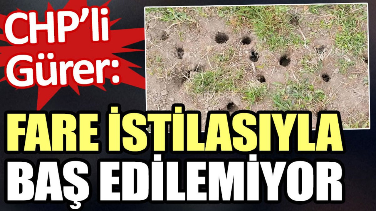 CHP’li Gürer: Fare istilasıyla baş edilemiyor
