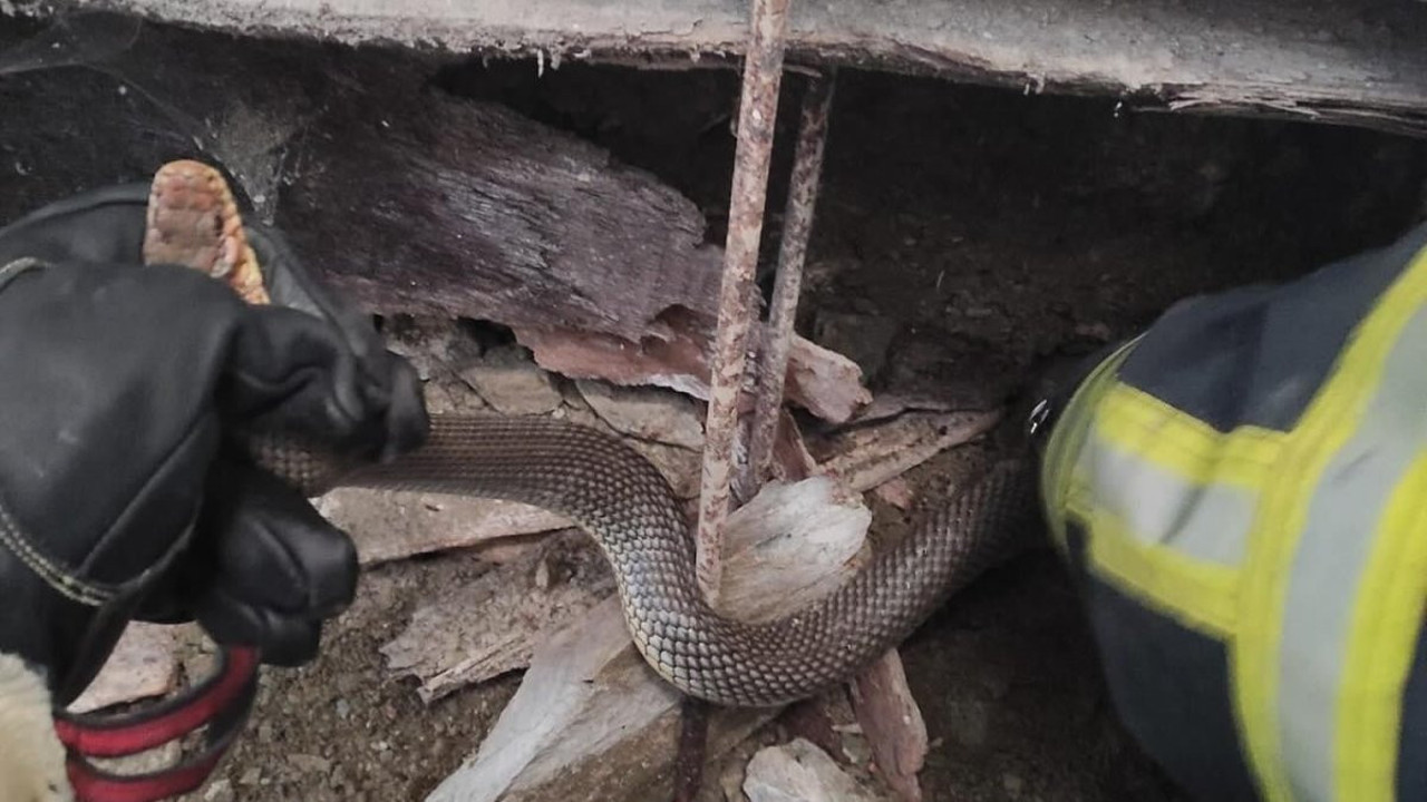 Depolarına yılan girdi. Devreye itfaiye girdi