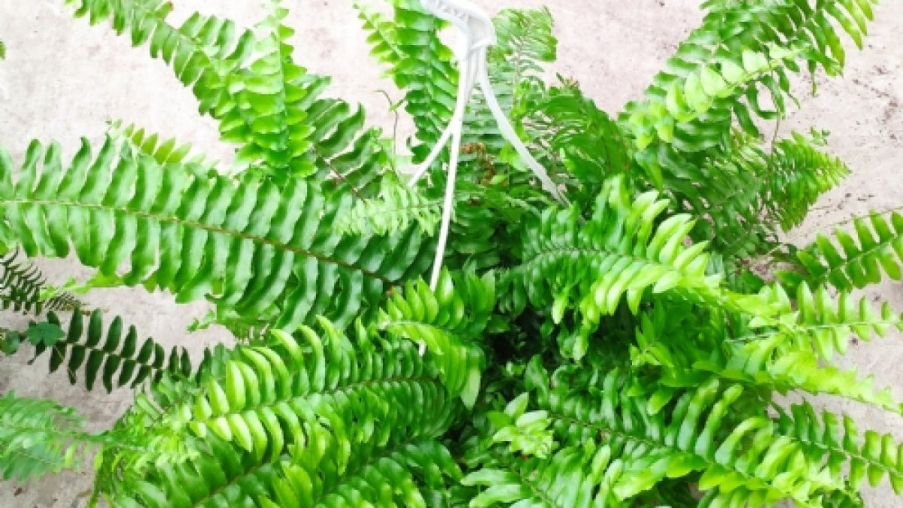 Fujer otunun mucize faydaları ortaya çıktı