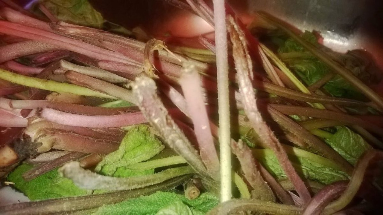 Bütün bulaşıcı hastalıklarda kullanılan ot ortaya çıktı