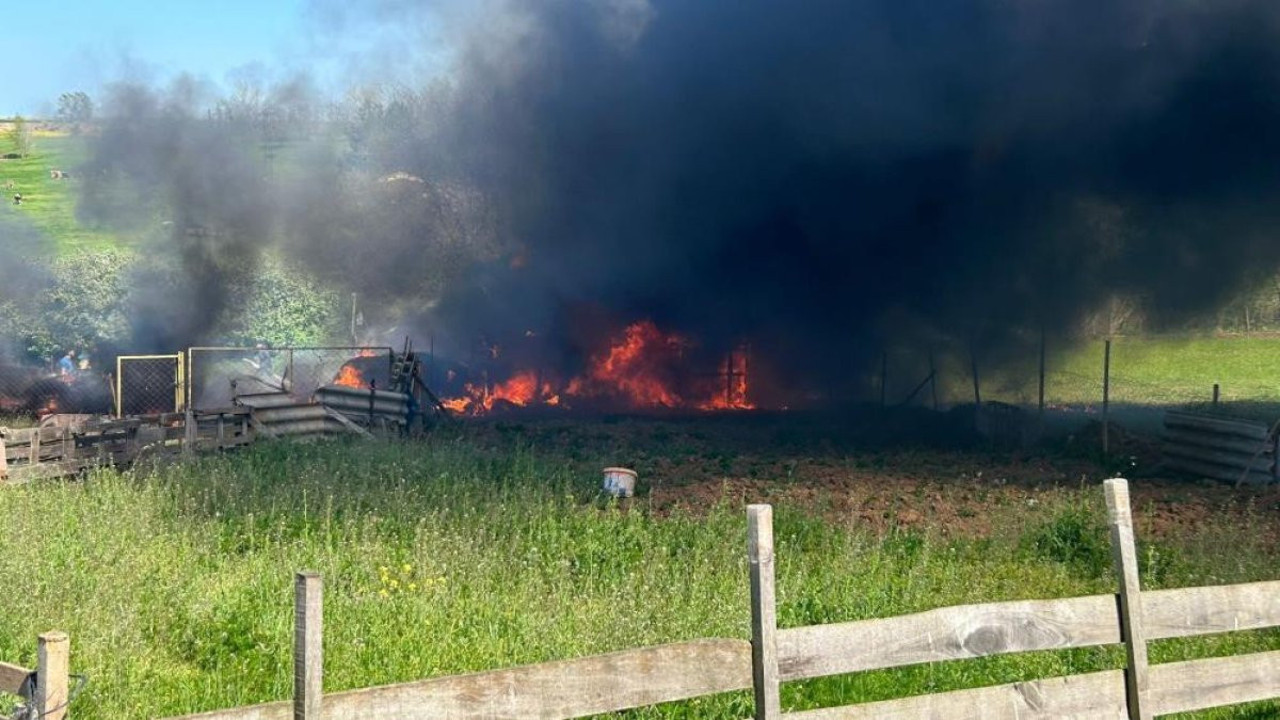 Ahır yangınında büyükbaş hayvan telef oldu