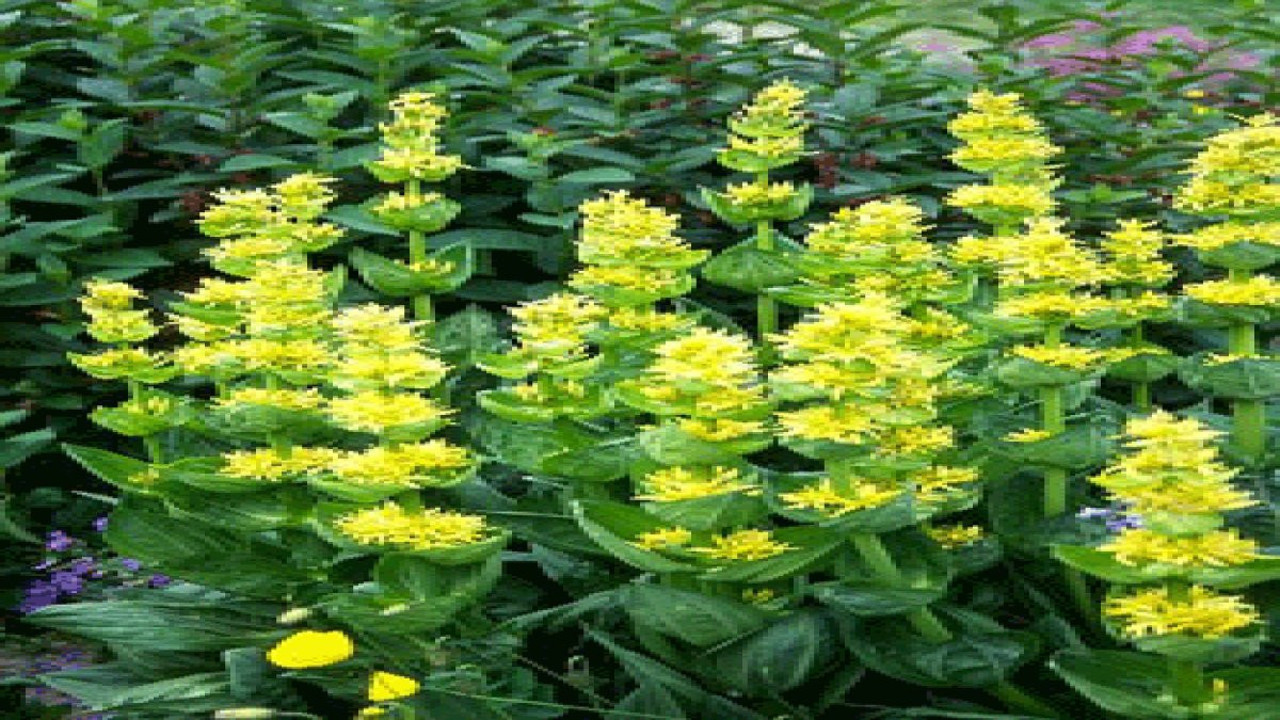 Mide ekşimesini gideren mucize ot ortaya çıktı