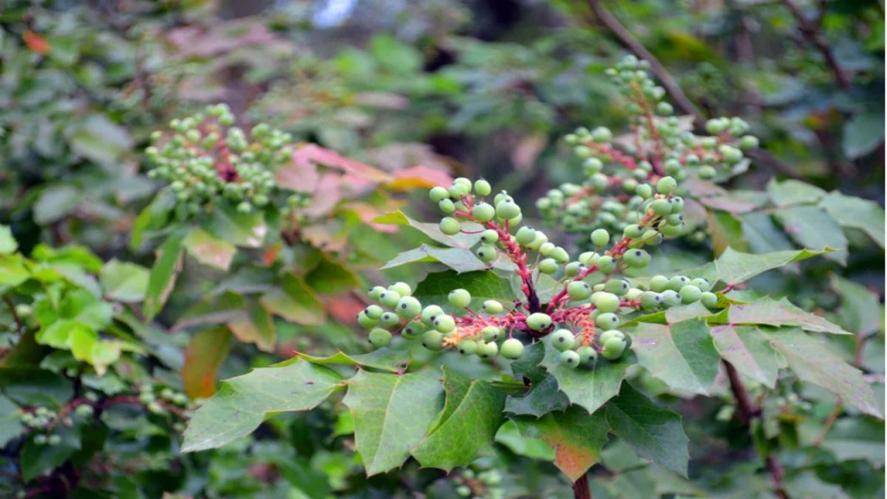 Ayak terlemelerini keser. Yaraları tedavi eder. İşte şifa deposu ot