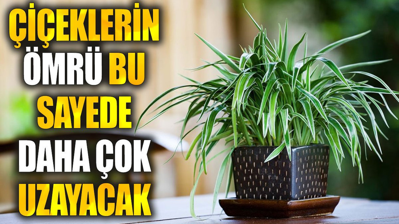 Çiçeklerin ömrü bu sayede daha çok uzayacak