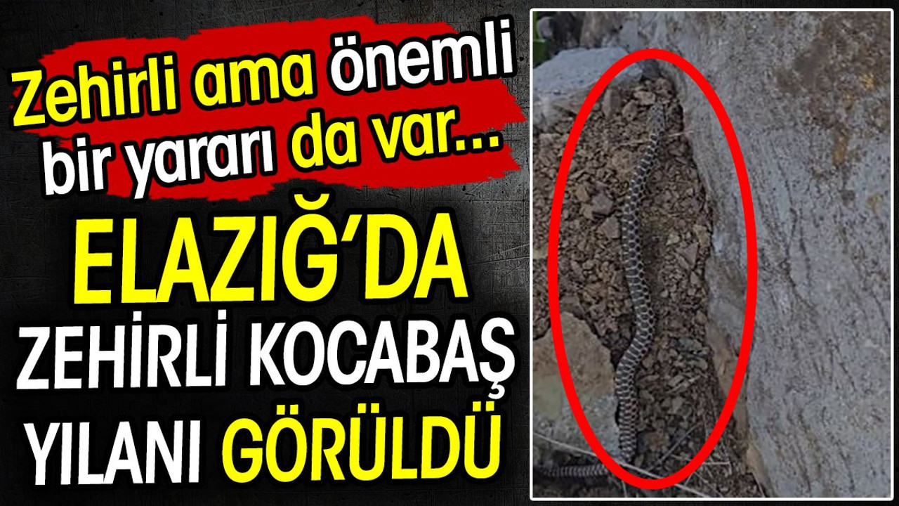 Elazığ'da zehirli kocabaş yılanı görüntülendi! Zehirli ama önemli bir yararı da var...