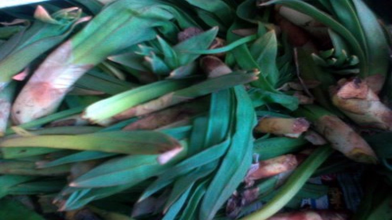 Saçkıran ve basuru tedavi eden ot ortaya çıktı