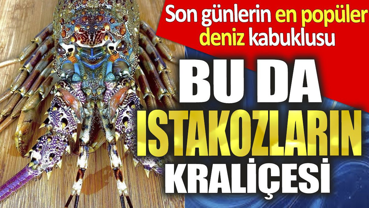 Bu da ıstakozların kraliçesi