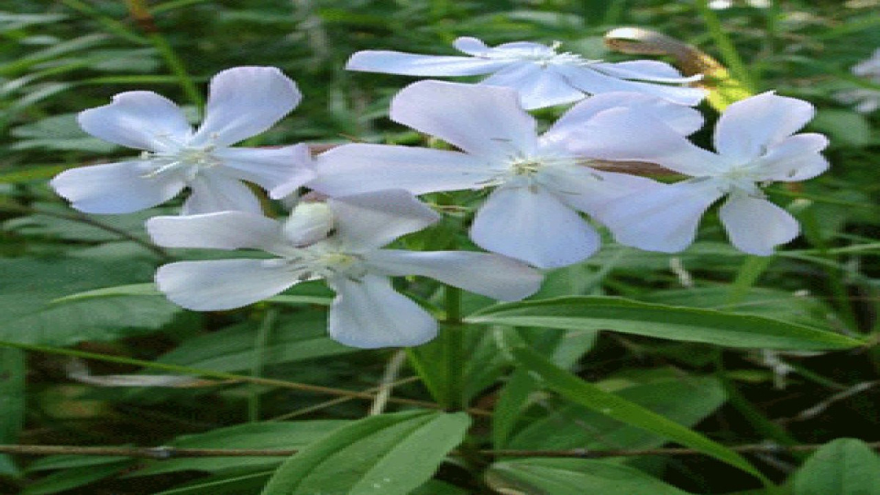 Köpürgen otu nelere iyi geliyor? İşte mucizeleri...