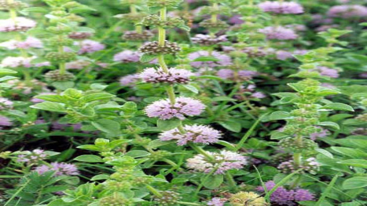 Erkeklik kuvvetini artıran ot ortaya çıktı