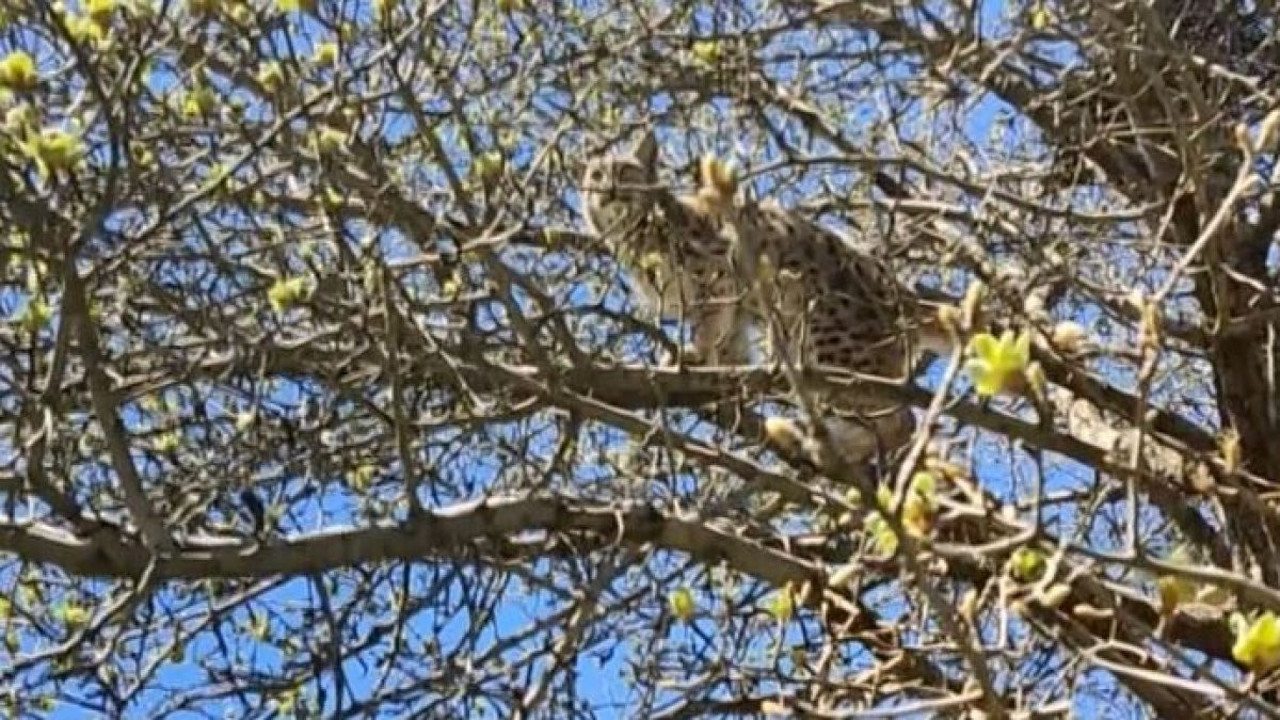 Ormanın hayaleti kangallarda ağaca çıkarak canını kurtardı