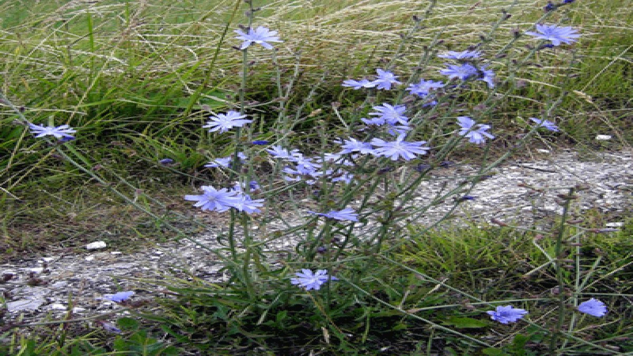 Güneğik otu nelere iyi geliyor? İşte mucizeleri...