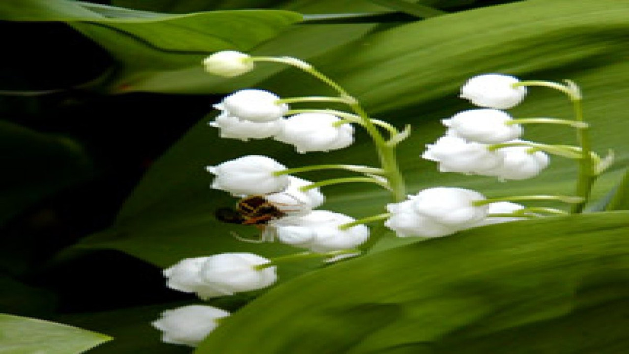 Mayısçanı çiçeğinin mucize faydaları ortaya çıktı