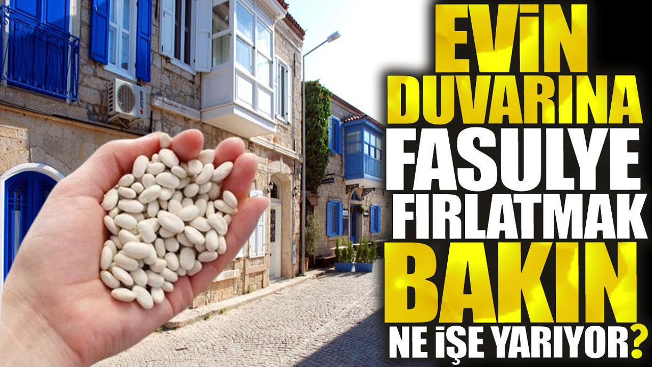Evin duvarına fasulye fırlatmak bakın ne işe yarıyor?