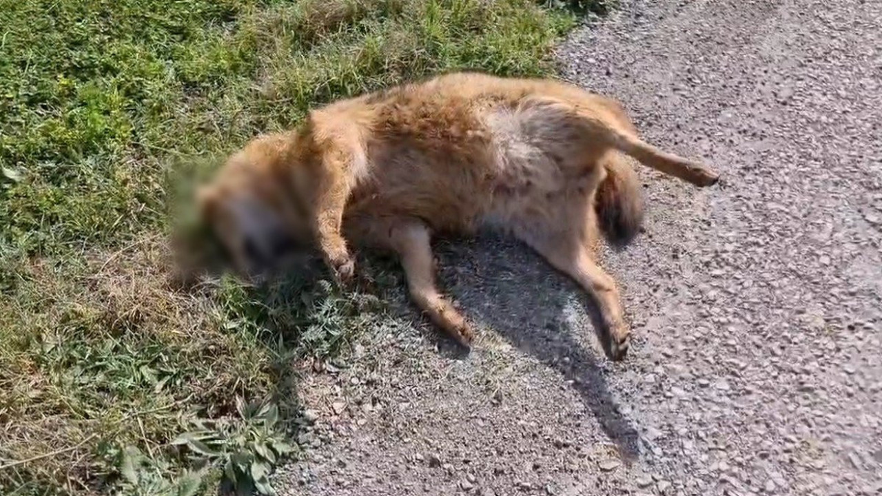 Kümeslere dadanan çakala otomobil çarptı