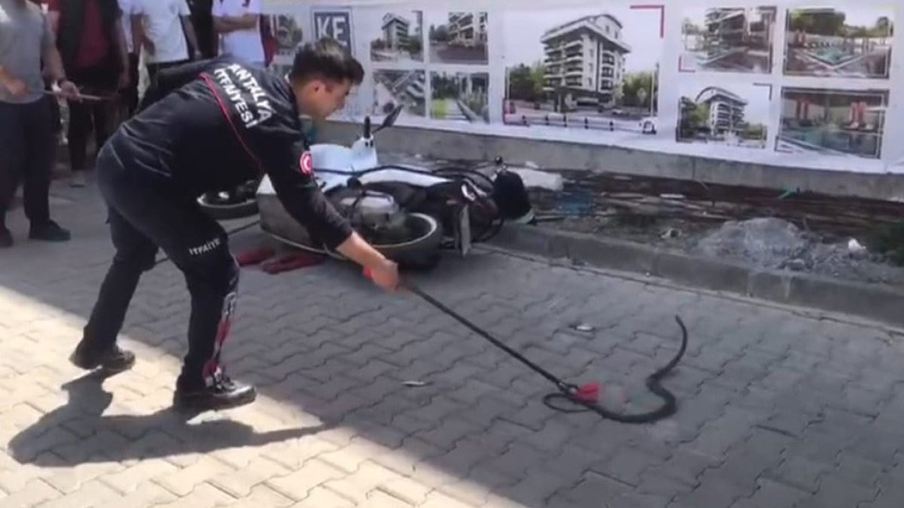 Antalya'da sokak ortasında yılan paniği! Gören sağa sola kaçıştı...