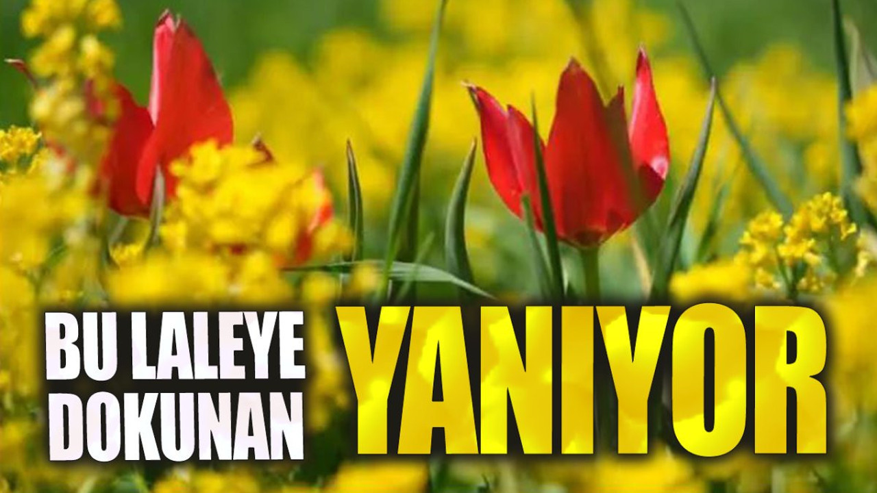 Bu laleye dokunan yanıyor!