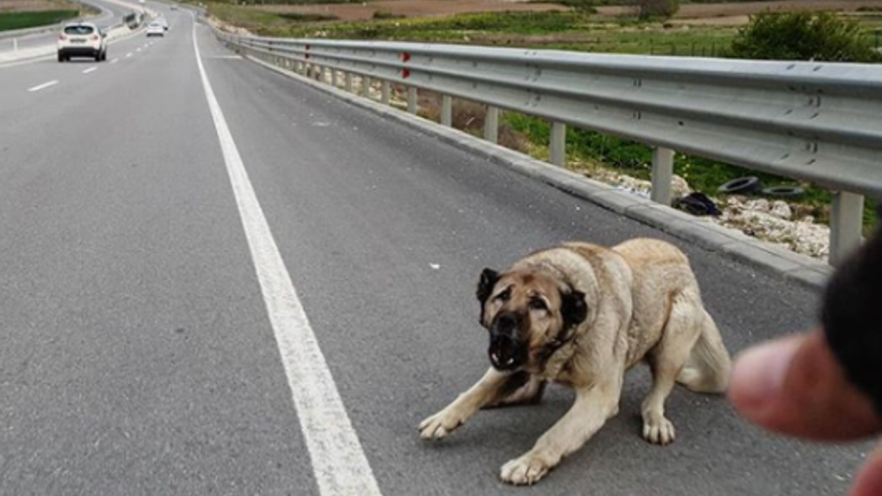Sokak köpeğinden kaçan genç kız ayağını kırdı