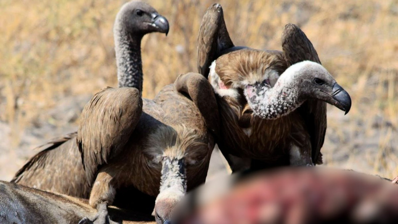 Tibet'in geleneksel ölüm ritüeli: Ölülerin akbabalara yedirilmesi