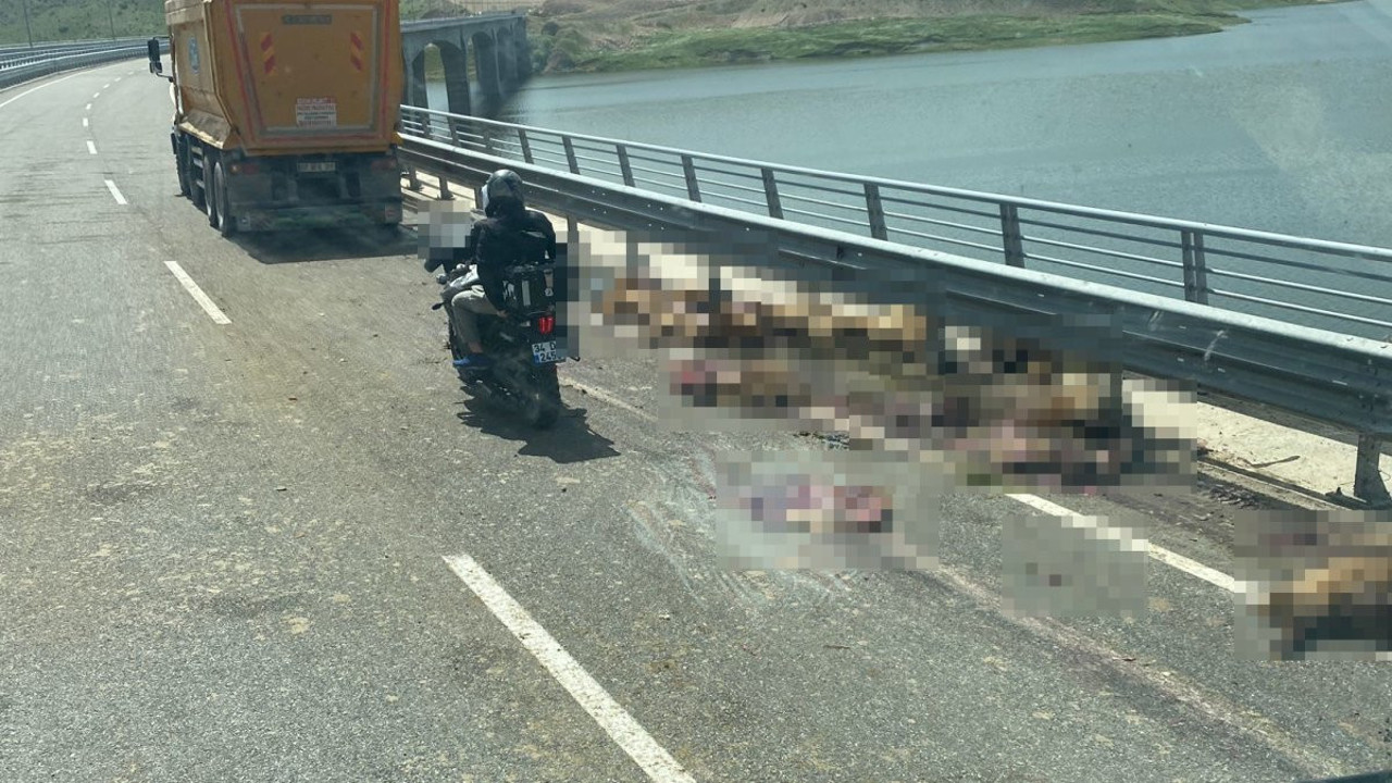 Batman'da koyun sürüsüne hafriyat kamyonu çarptı. 28 koyun öldü