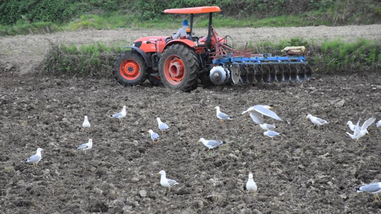 Martılar aç kalınca tarlalara dadandı
