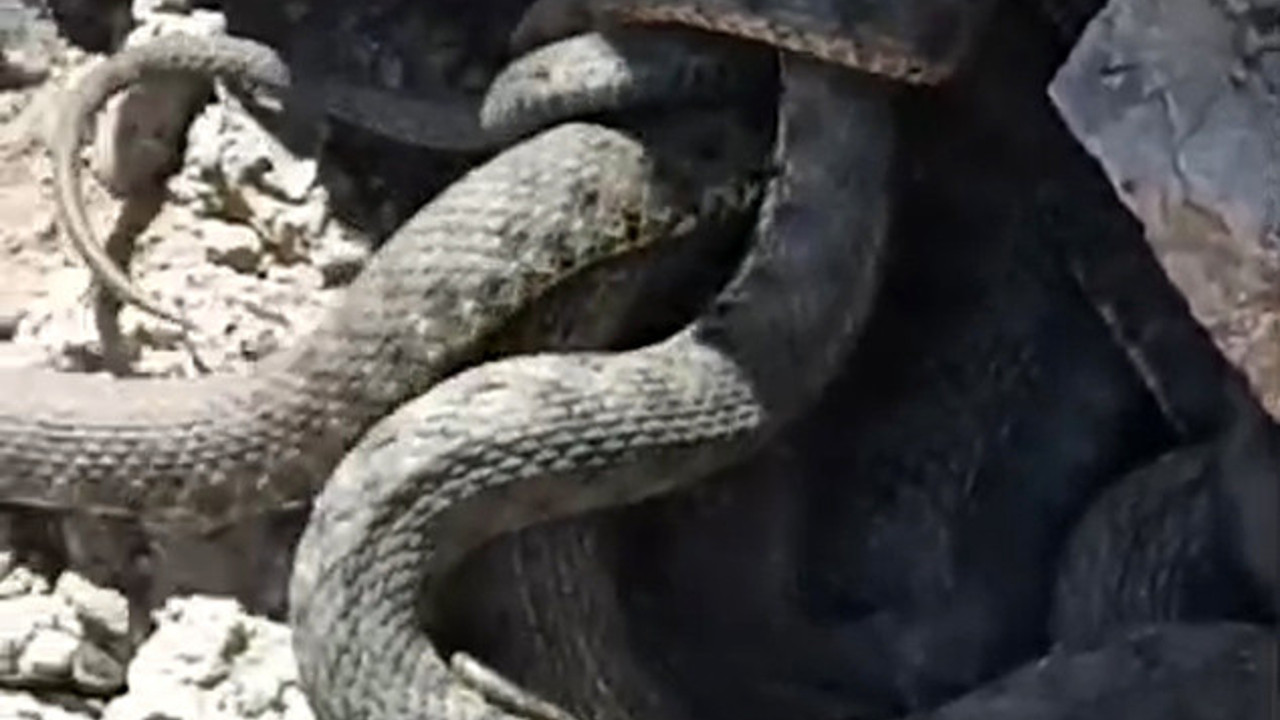 Yılanlar sürü halinde görüntülendi
