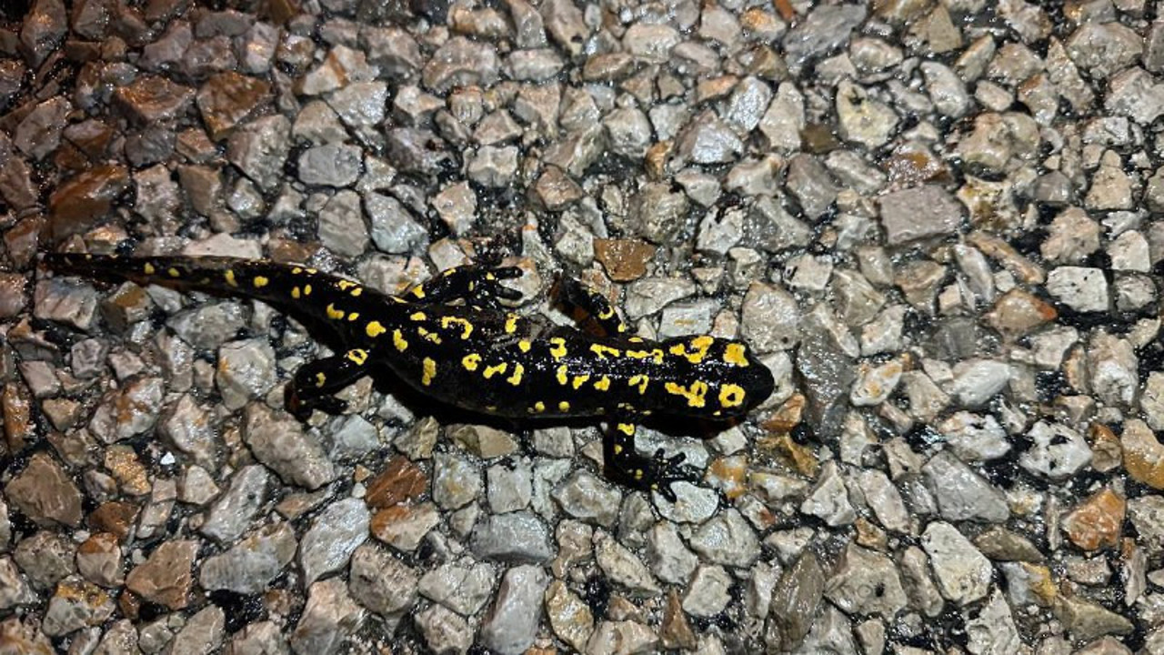 Türk semenderi görüldü