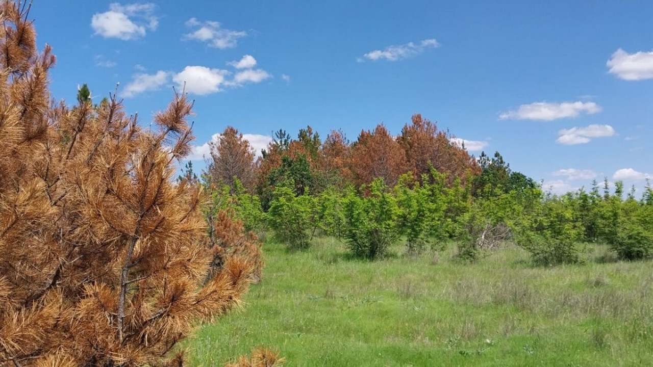 Edirne'de çam ağaçlarını kurumaya başlaması vatandaşları tedirgin etti