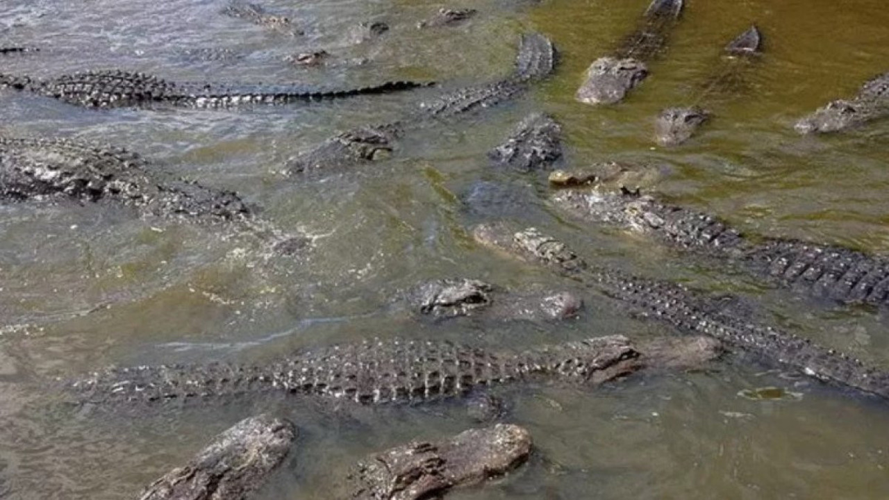 Engelli çocuklarını timsahlara yem ettiler