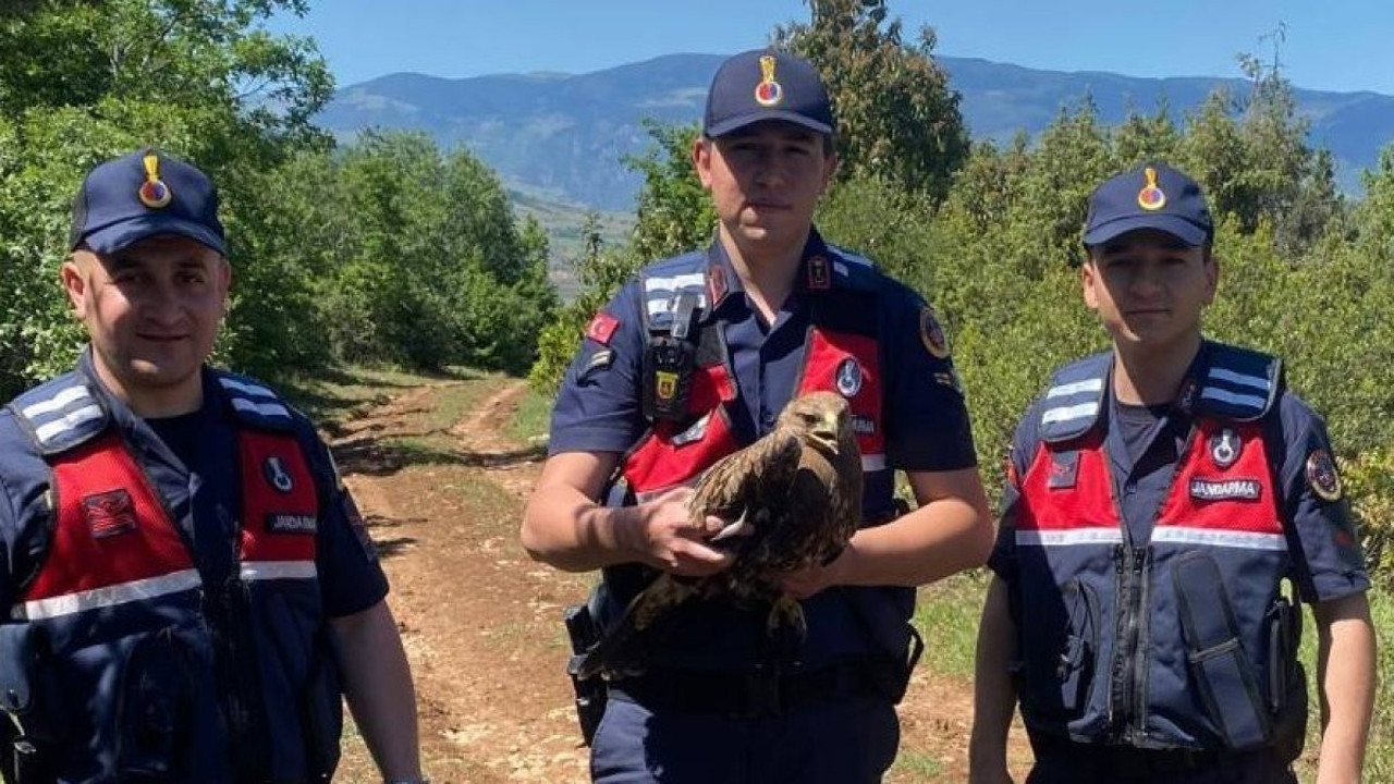 Amasya’da yaralı şahinin yardımına jandarmalar yetişti