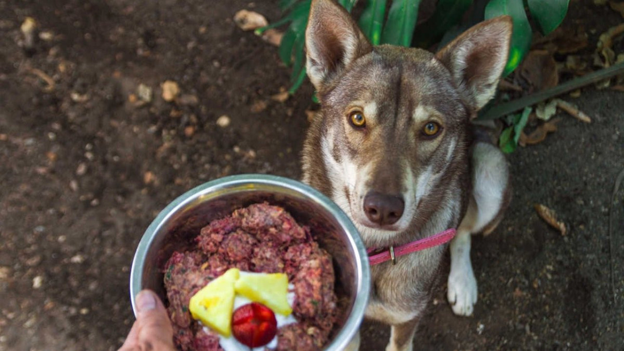 Evcil hayvanlarda BARF Diyeti ve bilinmesi gerekenler