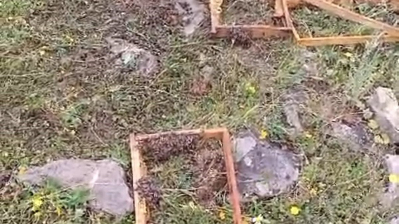 Batman’da aç kalan ayılar arı kovanlarına saldırdı