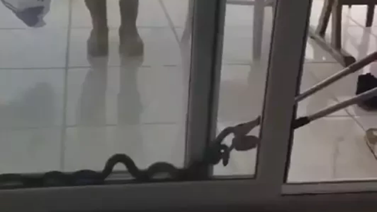 Eve giren yılan itfaiye operasyonu ile çıkarıldı