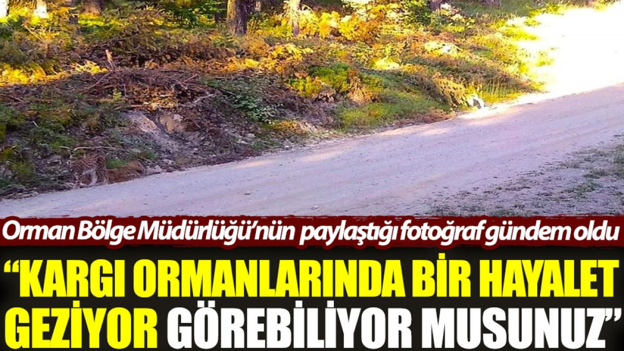 Çorum'da görüntülendi: Kargı ormanlarında bir hayalet geziyor. Görebiliyor musunuz?