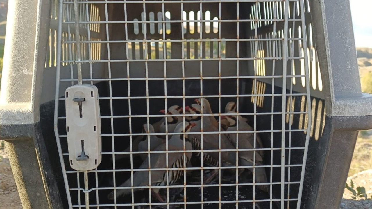 Van'da keklik avcılarına ceza