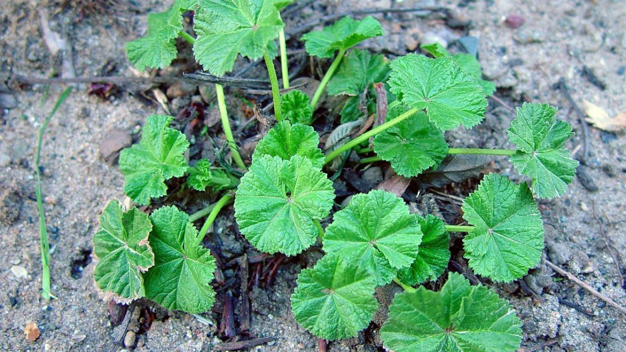 Ebegümeci kansere şifa oluyor mu? Uzmanlar ve bilimsel çalışmalar ne diyor?