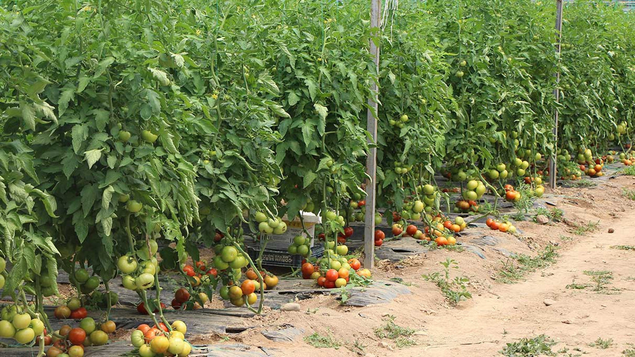 Amasya’da hasadı başladı. Kilosu 20 TL’den alıcı buluyor