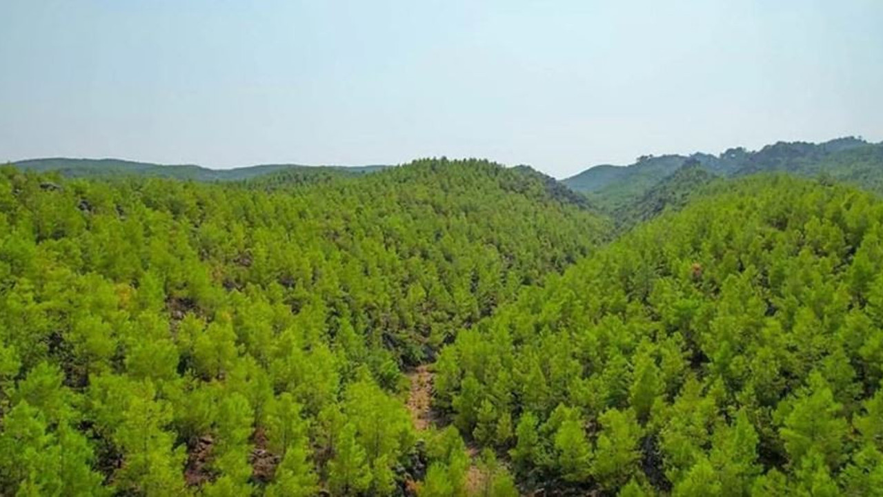 O ilin ormanlarında piknik yasaklandı