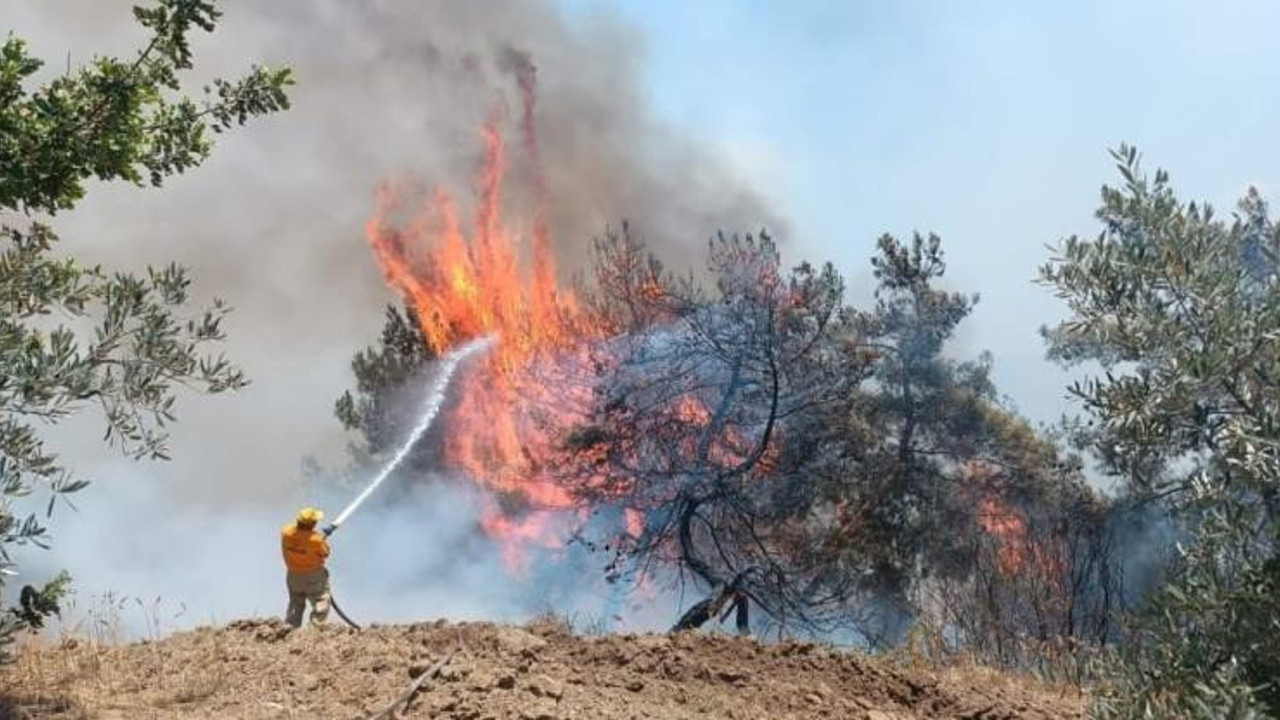 Adana'daki orman yangını kontrol altına alındı (09 Haziran 2024)