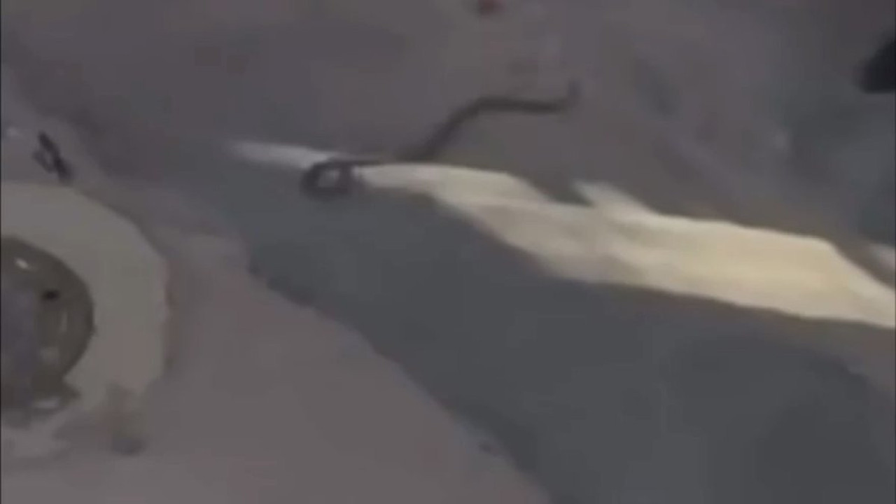 Bursa'da yılan paniği! Kanalizasyona atladı