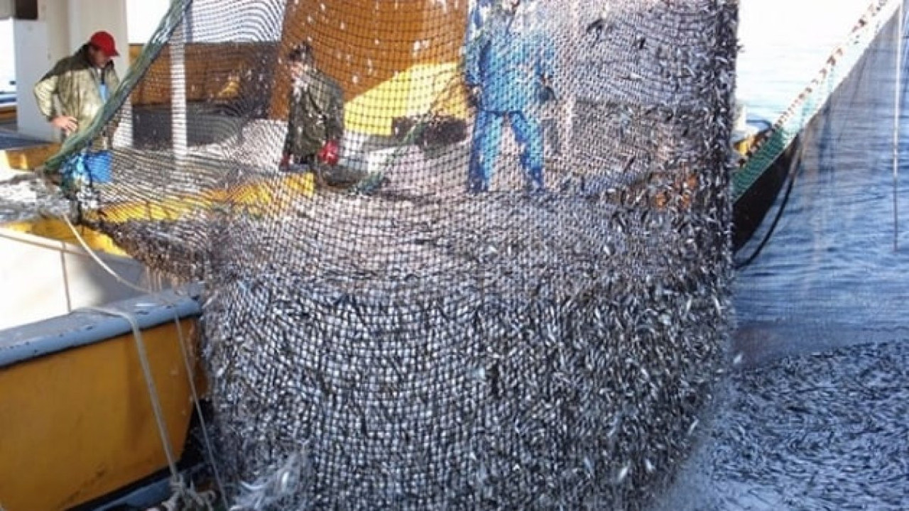 Hamsi avcılığına kota uygulamasına geçilecek
